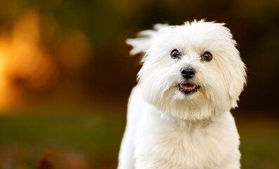 One white Lhasa dog in the park on the grass running towards the camera during golden hour 
