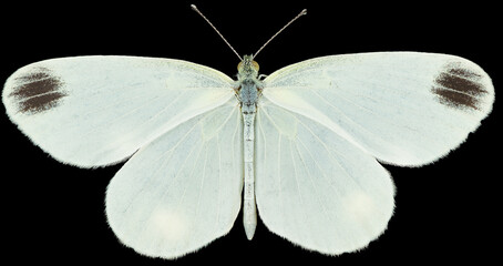 Leptidea sinapis, or the wood white butterfly of the family Pieridae. Dorsal view of isolated white butterfly on black background. © Anton