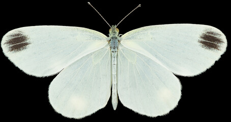 Leptidea sinapis, or the wood white butterfly of the family Pieridae. Dorsal view of isolated white...