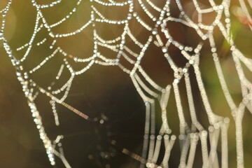 cobwebs and dew