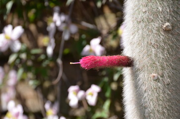 Close up of a candle cactus flower in the garden.