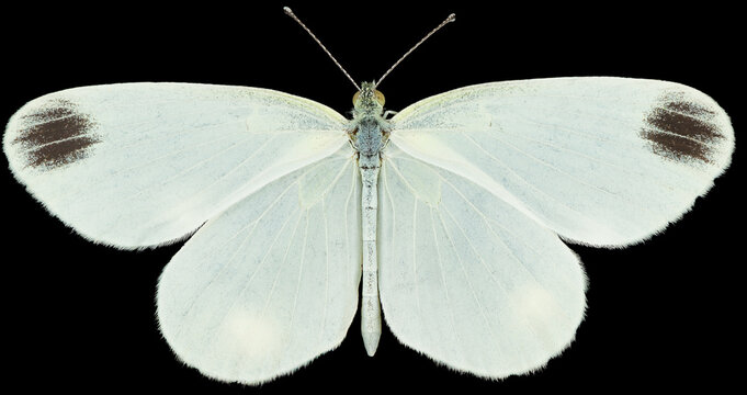 Leptidea sinapis, or the wood white butterfly of the family Pieridae. Dorsal view of isolated white butterfly on black background.