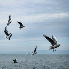 seagulls in flight