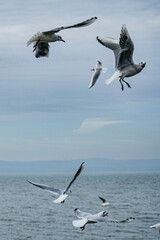 seagulls in flight