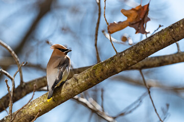Beautiful cedar waxwing bird on a branch with a shallow depth of field
