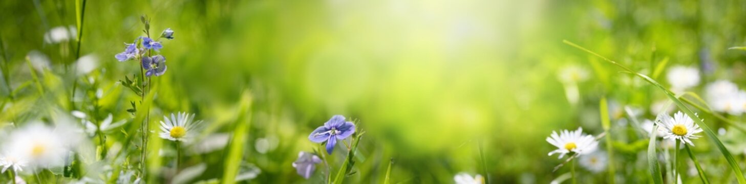 Beautiful spring meadow banner with blurry green background, daisies and blue veronica flowers in sun light. Panorama.