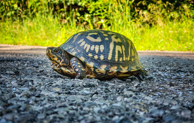 turtle on the rocks