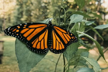 monarch butterfly on a flower