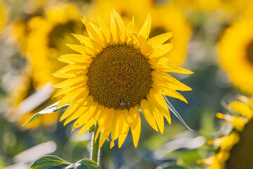 Field of sunflowers in Provence.