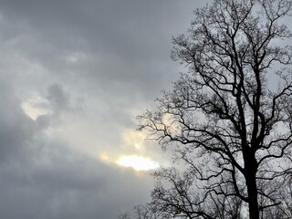 Plakat tree and sky