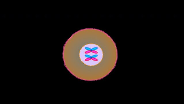 Cell Division, Stages Of Mitosis Phases. Loop, Life Cycle Animation. Anaphase, Telophase, Metaphase, Pro Metaphase, Prophase, Prometaphase Steps.  Cytokinesis Diagram. Transparent Alpha Footage. Video