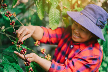 Close-up view of red coffee cherries and an Asian female farmer picking fresh coffee berries