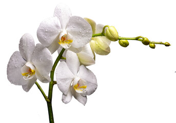 PNG. Flowering branch of a white orchid on a white background. isolate	
