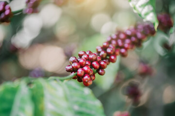 Close-up view of red coffee cherries and an Asian female farmer picking fresh coffee berries
