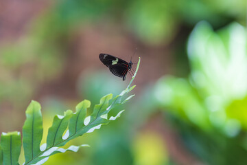 A beautiful large colorful butterfly in its natural habitat.