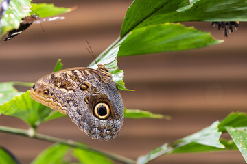 A beautiful large colorful butterfly in its natural habitat.