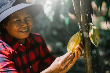 Asian agriculturist woman in cacao plantation Harvest yellow cocoa beans from the cacao tree.