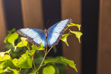 A beautiful large colorful butterfly in its natural habitat.
