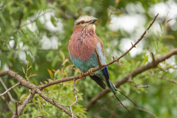 lilac-breasted roller - Coracias caudatus perched with green background. Photo from Kruger National Park in South Africa.