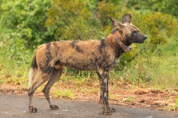 African wild dog - Lycaon pictus - with GPS collar walking on ground with green vegetation in background. Photo Kruger National Park in South Africa close to Punda Maria Rest Camp.