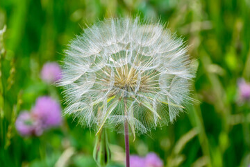 Fototapeta premium White Fluff Of The Dandelion Flower Gone To Seed