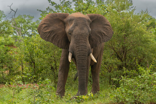 African bush elephant - Loxodonta africana - also known as the African savanna elephant with green background at Kruger National Park in South Africa.