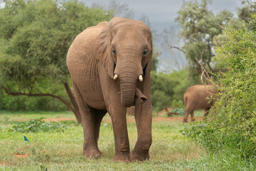 Fototapeta premium African bush elephant - Loxodonta africana - also known as the African savanna elephant with green background at Kruger National Park in South Africa. 