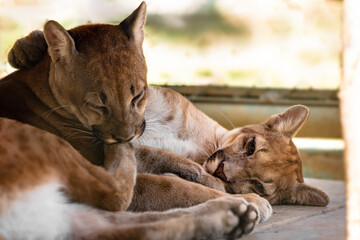 Filhotes de onças © Dani