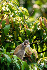 Obraz premium monkey - Amazonia