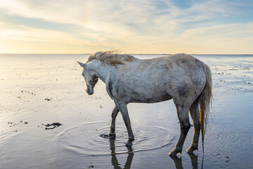 Fototapeta premium Camargue horse in the water in morning light.