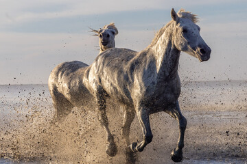 Fototapeta na wymiar Camargue horses running through water in morning light.