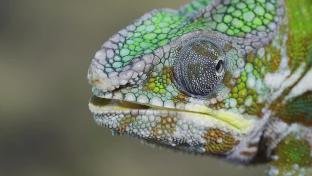Close-up portrait of curious chameleon looks around and licks its lips on sunny day. Panther chameleon (Furcifer pardalis)