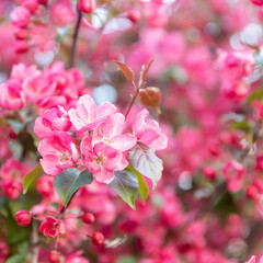 Fototapeta na wymiar beautiful red flowers on a branch of an apple tree against the background of a blurred garden. Square frame. Flowers of an apple-tree of Nedzvetsky (Malus niedzwetzkyana Dieck)