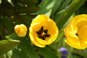Top view of yellow tulips in the garden