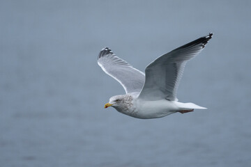 Fototapeta na wymiar European herring gull (Larus argentatus)