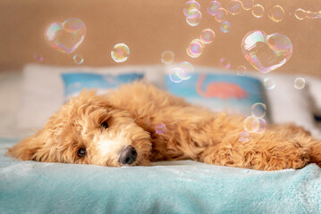 Goldendoodle with bubbles
