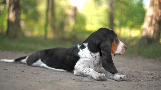 Lazy basset Hound in the Park at dogs playground 
