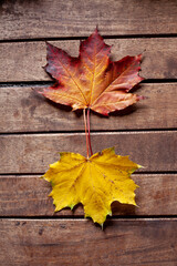 Obraz premium My unique Autumn leaf collection with a wide variety of backgrounds ready to be used. This collection is very unique and very natural as well.
