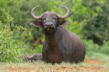 Photo sur Plexiglas Parc national du Cap Le Grand, Australie occidentale African buffalo, Cape buffalo - Syncerus caffer, bull with the green vegetation in background. Photo from Kruger National Park in South Africa