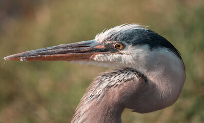 Blue heron