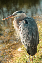 Blue heron