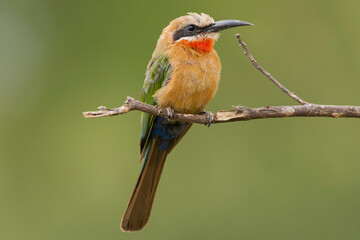  White-fronted bee-eater - Merops bullockoides- perched with green background. Photo from Kruger National Park in South Africa.