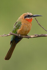 White-fronted bee-eater - Merops bullockoides- perched with green background. Photo from Kruger National Park in South Africa.	