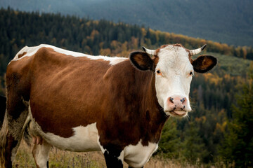 Fototapeta na wymiar Close-up of a cow on a mountain pasture, healthy cow grazing