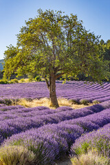 Fototapeta na wymiar Tree growing in a lavendar field.