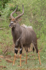 Naklejka na ściany i meble Lowland nyala or nyala, male - Tragelaphus angasii with green background. Nyala is native antilope for souther Africa. Photo from Kruger National Park.