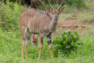 Lowland nyala or nyala, female - Tragelaphus angasii with goatling with green background. Nyala is native antilope for souther Africa. Photo from Kruger National Park.