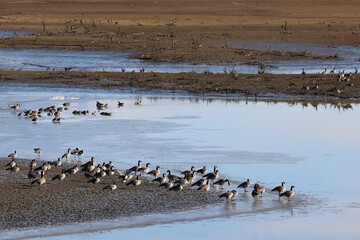  Geese on a Desert Lake