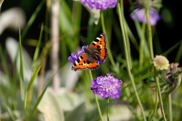 small tortoiseshell sitting on a purple flower blossom 