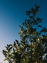 branches against sky